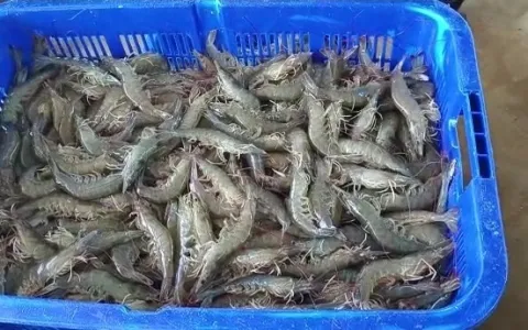 Lahan Tambak  Udang  Luas 25 Ha siap Operasi