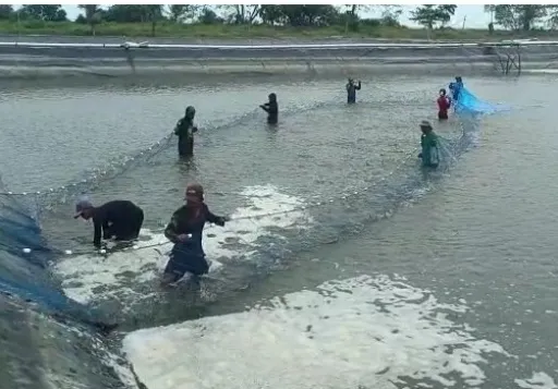 Lahan Tambak  Udang  Luas 25 Ha siap Operasi