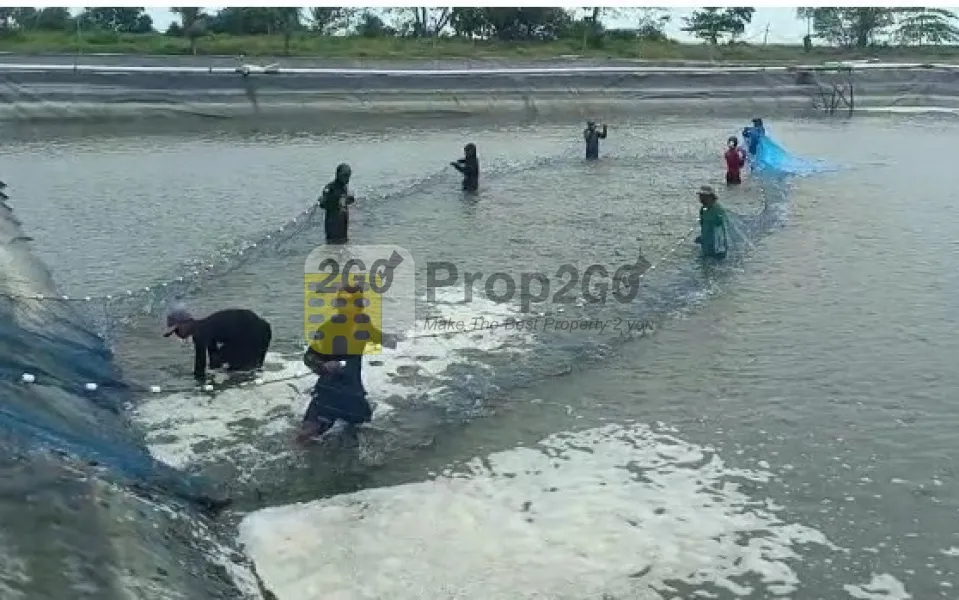 Lahan Tambak  Udang  Luas 25 Ha siap Operasi