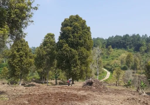 Dijual Tanah Produktif Kebon Cengkeh (segala macam tanaman cocok) di Kp. Sego, Cibinong.