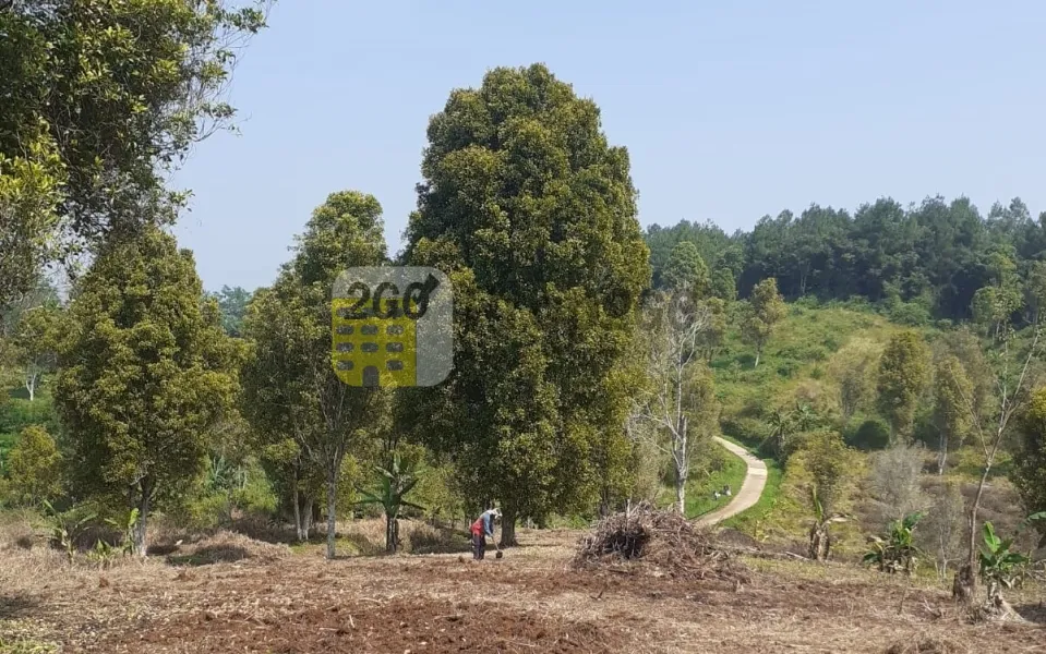 Dijual Tanah Produktif Kebon Cengkeh (segala macam tanaman cocok) di Kp. Sego, Cibinong.