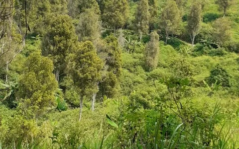 Dijual Tanah Produktif Kebon Cengkeh (segala macam tanaman cocok) di Kp. Sego, Cibinong.