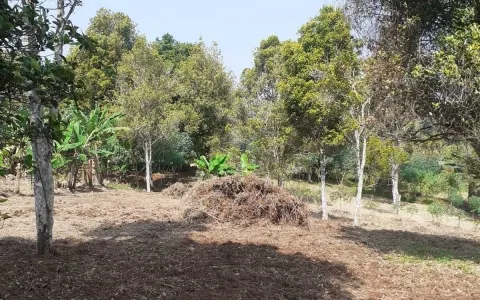 Dijual Tanah Produktif Kebon Cengkeh (segala macam tanaman cocok) di Kp. Sego, Cibinong.