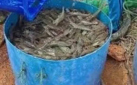 Lahan Tambak  Udang  Luas 25 Ha siap Operasi