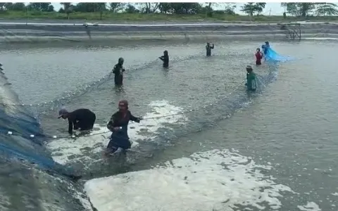 Lahan Tambak  Udang  Luas 25 Ha siap Operasi