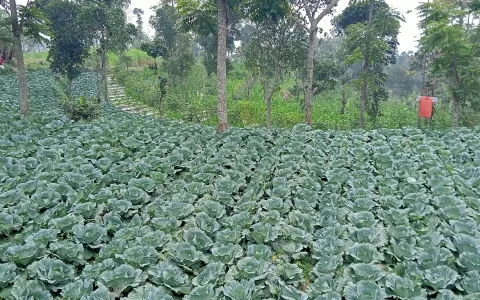 LELANG TANAH JL. DUSUN MACAMAN, DESA TAJUK,SEMARANG, JAWA TENGAH